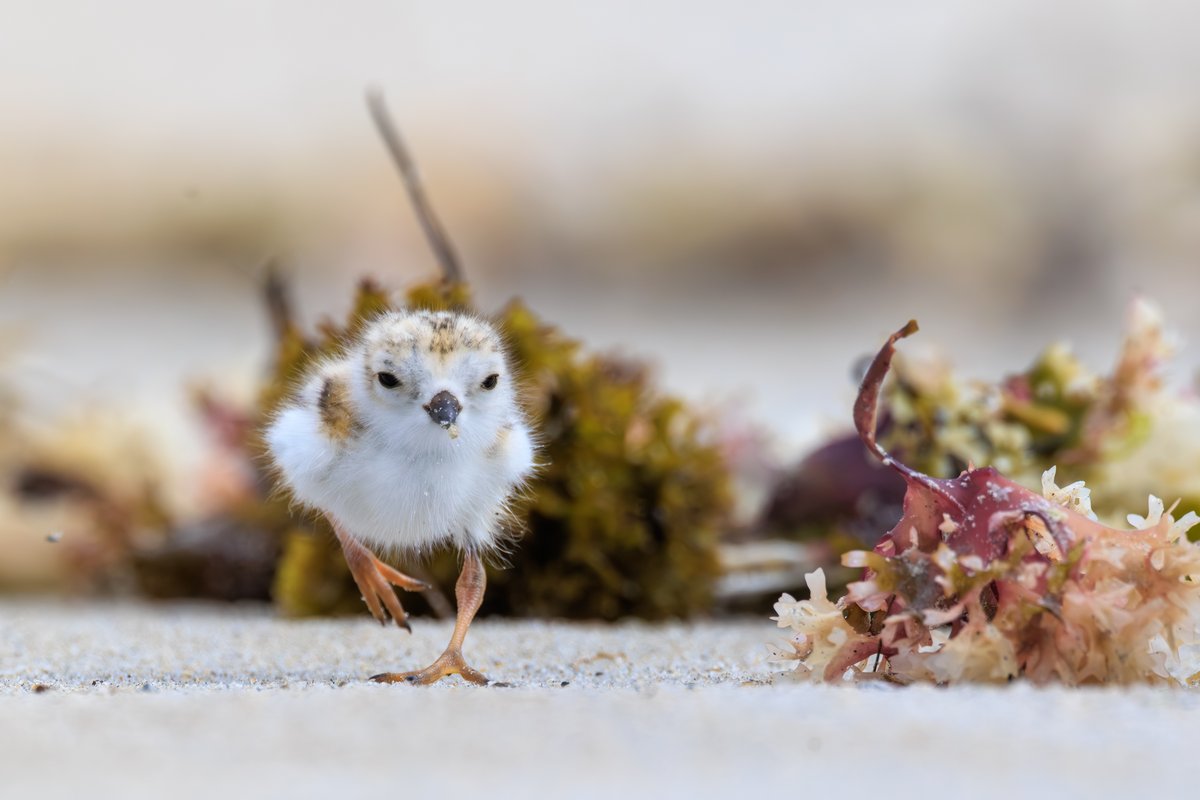 Piping Plover