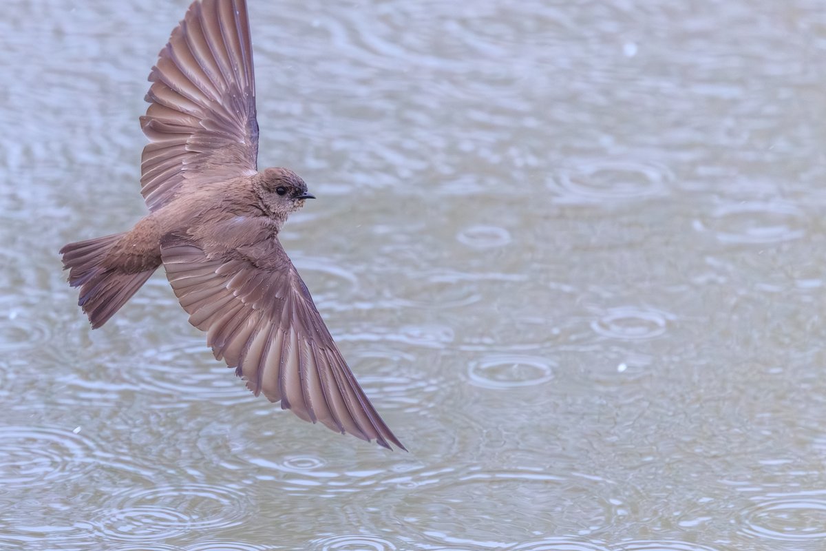 Northern Rough-winged Swallow