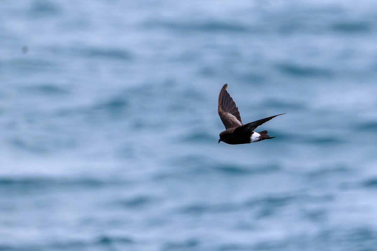 Wilson's Storm-Petrel