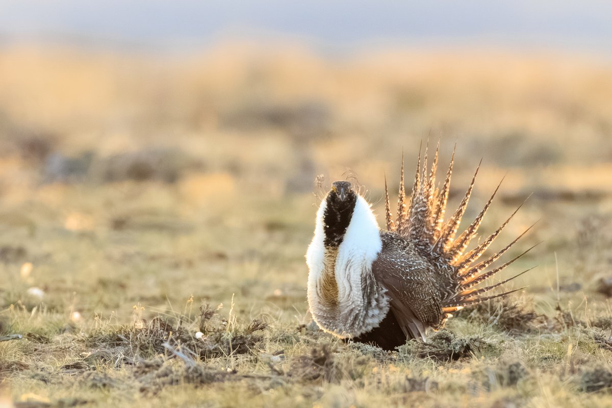 Greater Sage-Grouse
