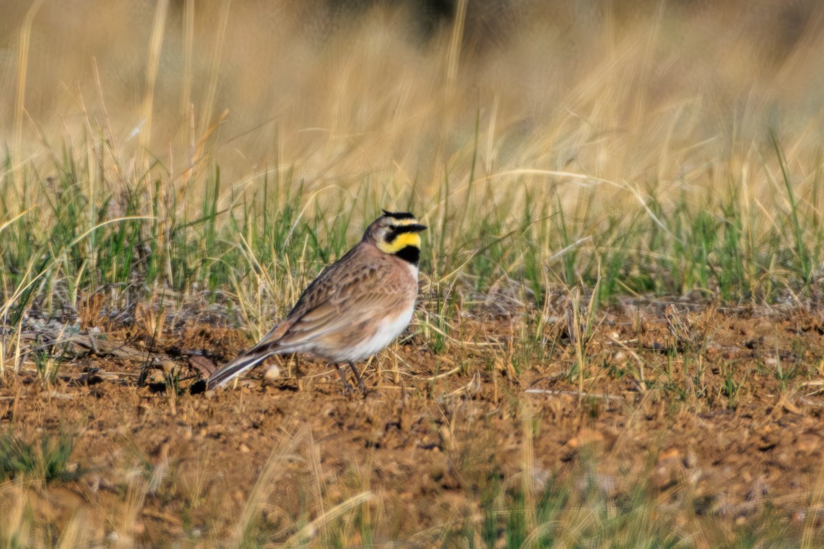 Horned Lark