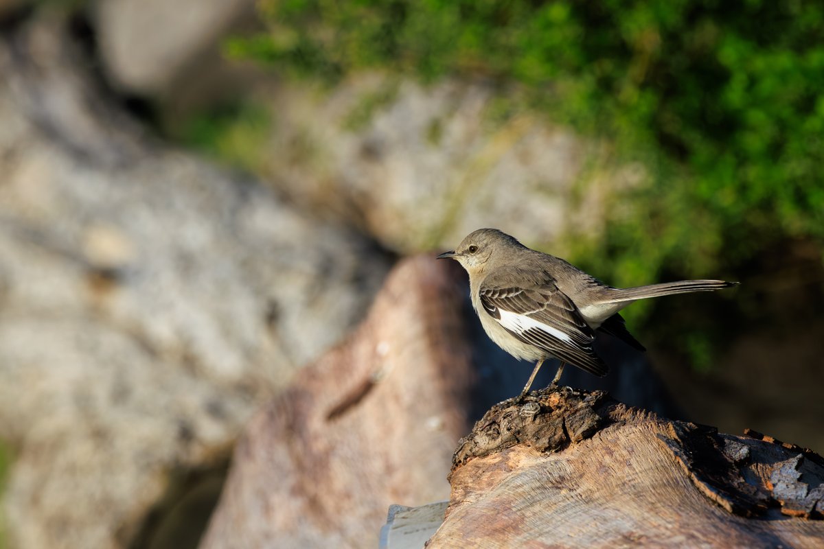 Northern Mockingbird