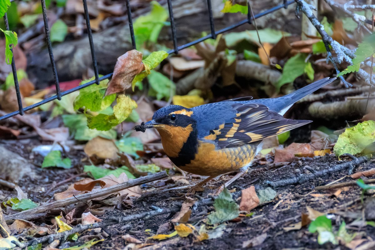 Varied Thrush