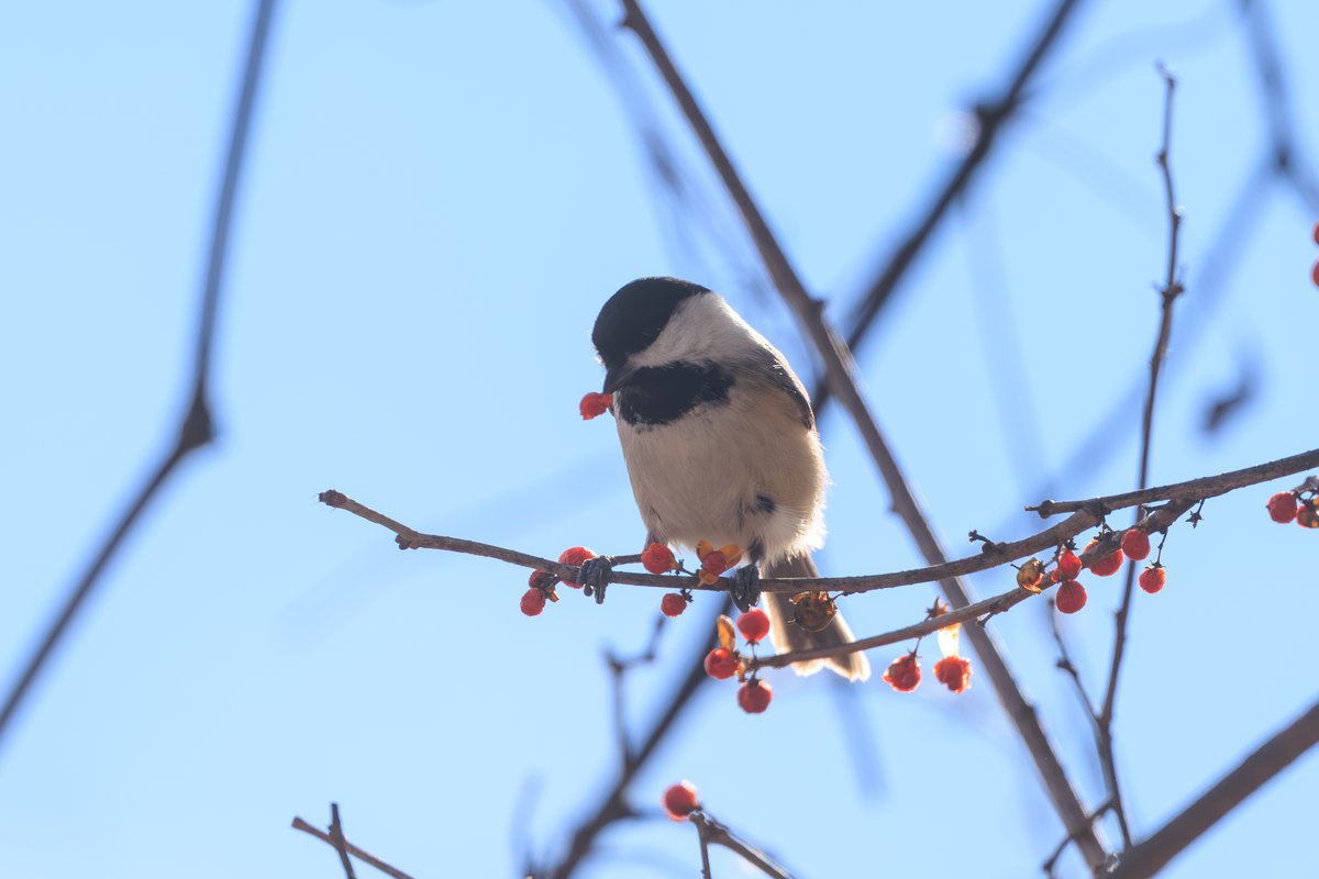 Black-capped Chickadee