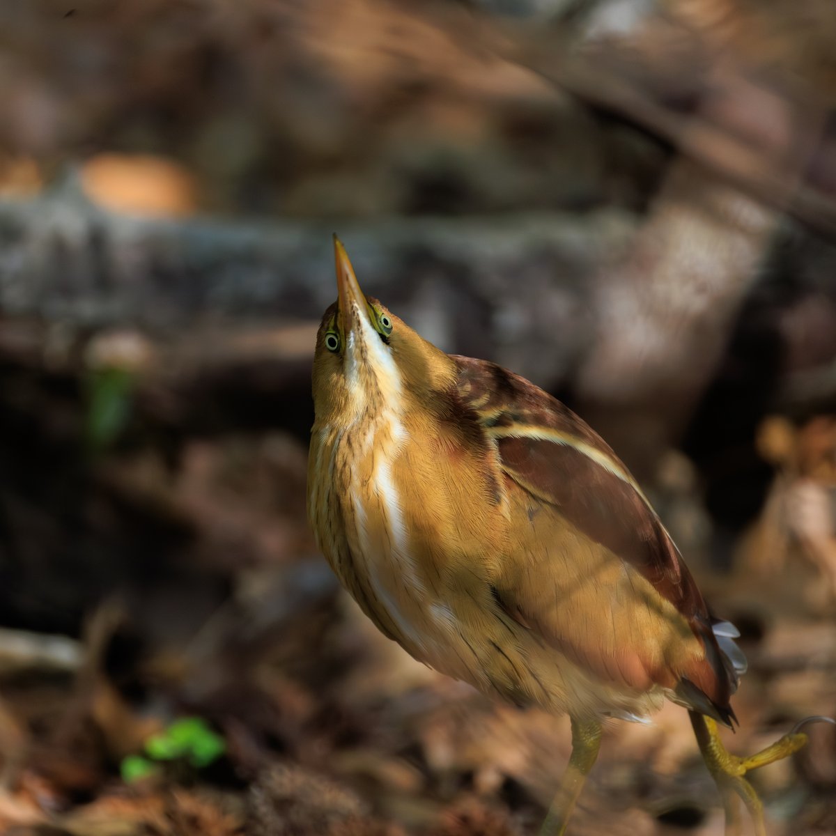 Least Bittern