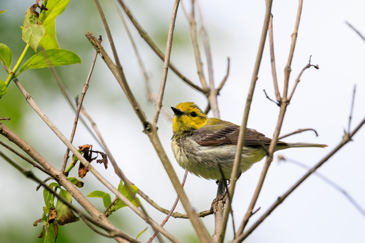 Black-throated Green Warbler