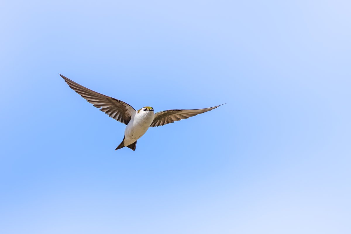 Violet-green Swallow