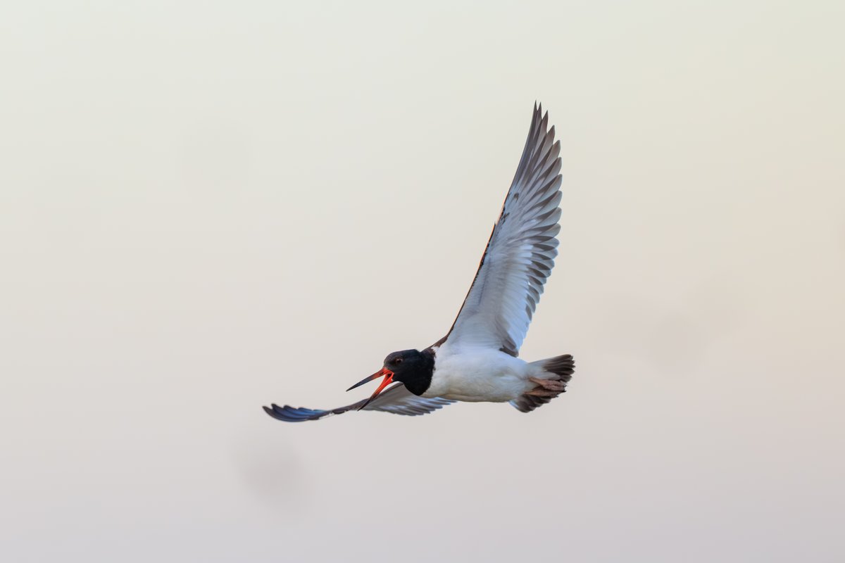 American Oystercatcher