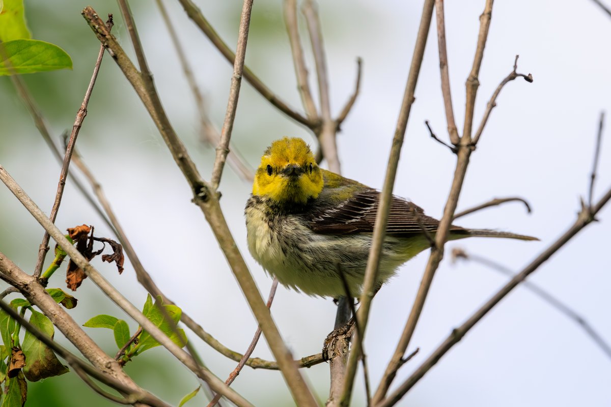 Black-throated Green Warbler