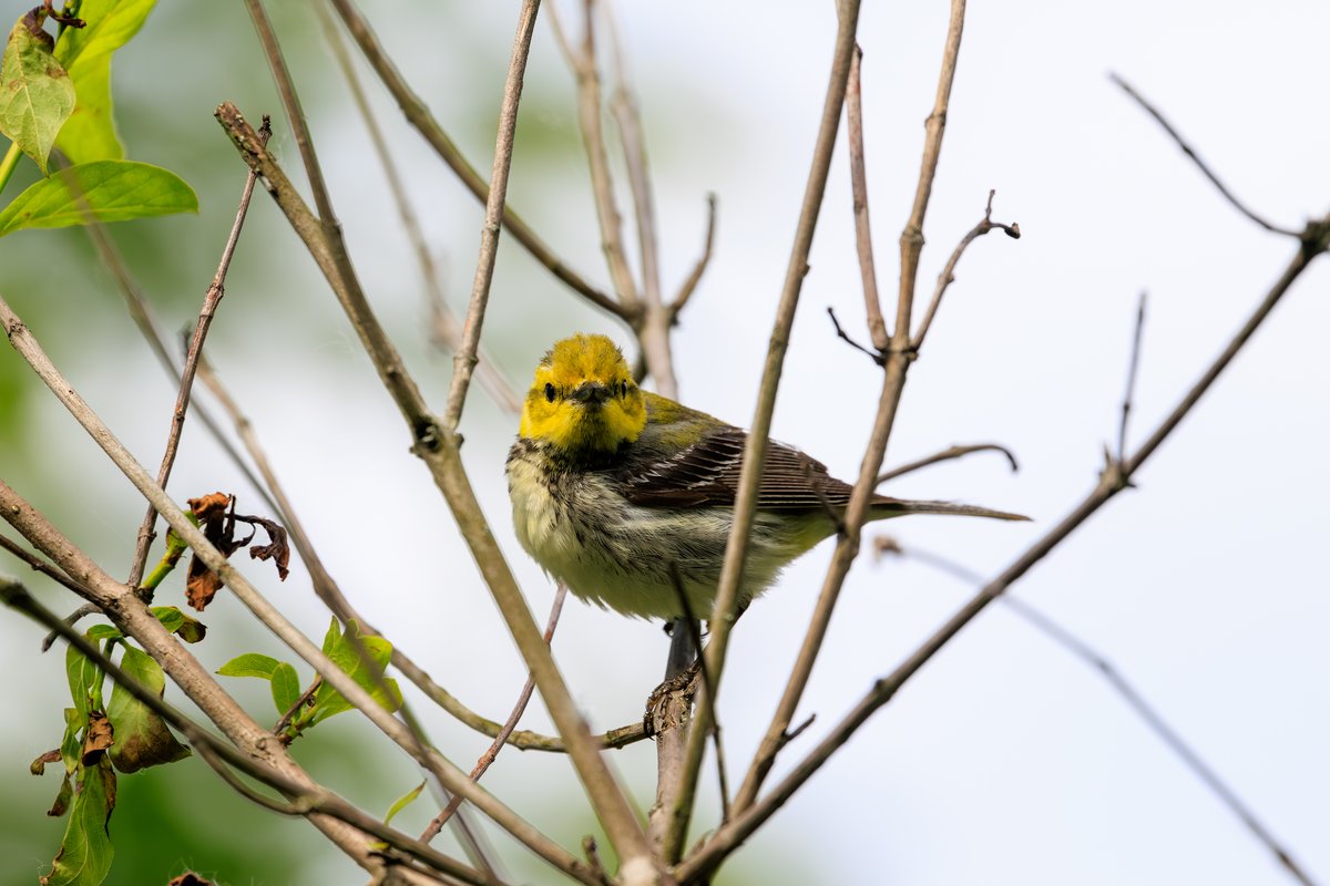 Black-throated Green Warbler