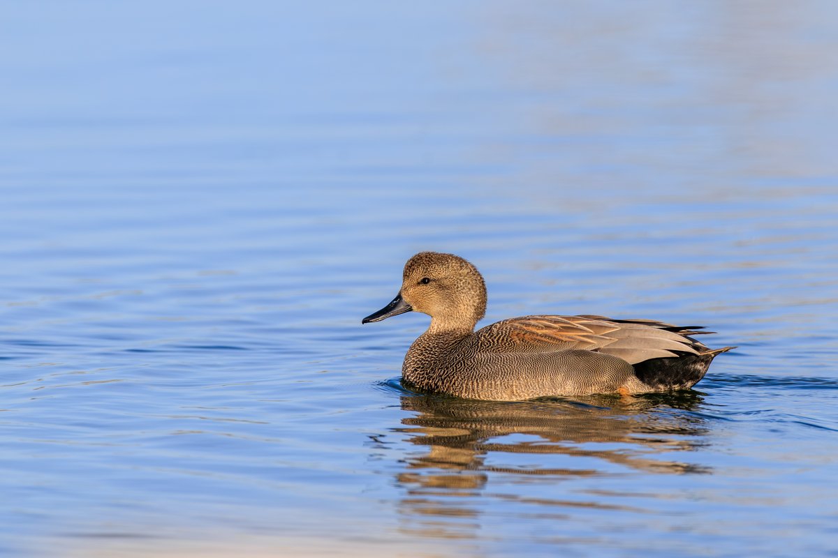 Gadwall