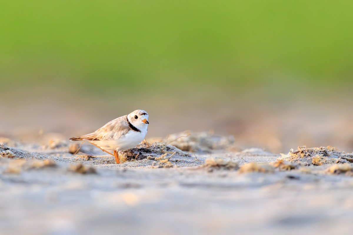 Piping Plover