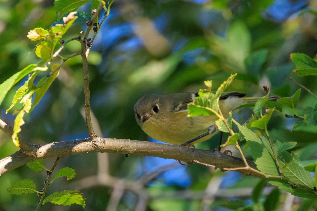 Ruby-crowned Kinglet