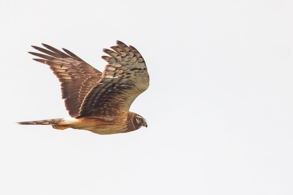 Northern Harrier