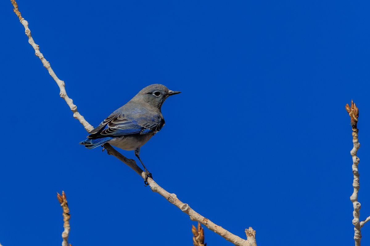 Mountain Bluebird