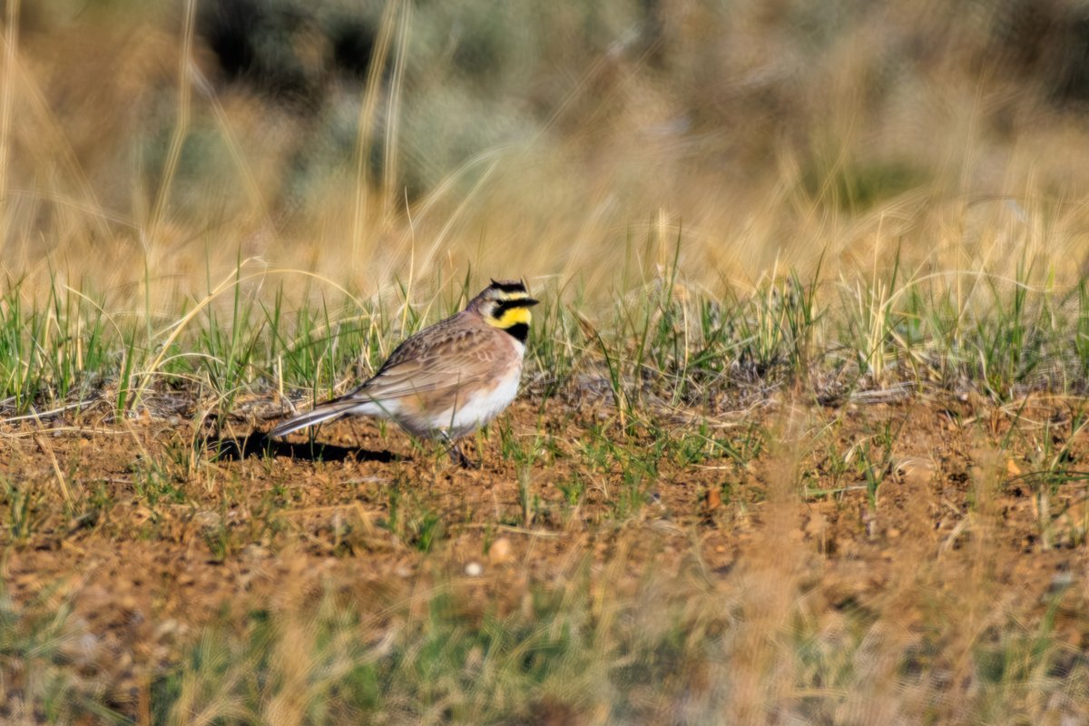 Horned Lark