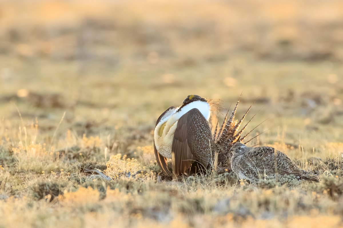 Greater Sage-Grouse