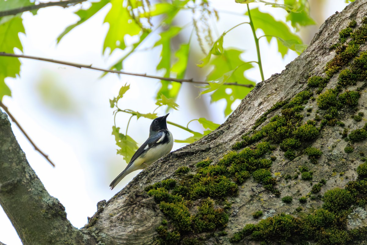 Black-throated Blue Warbler