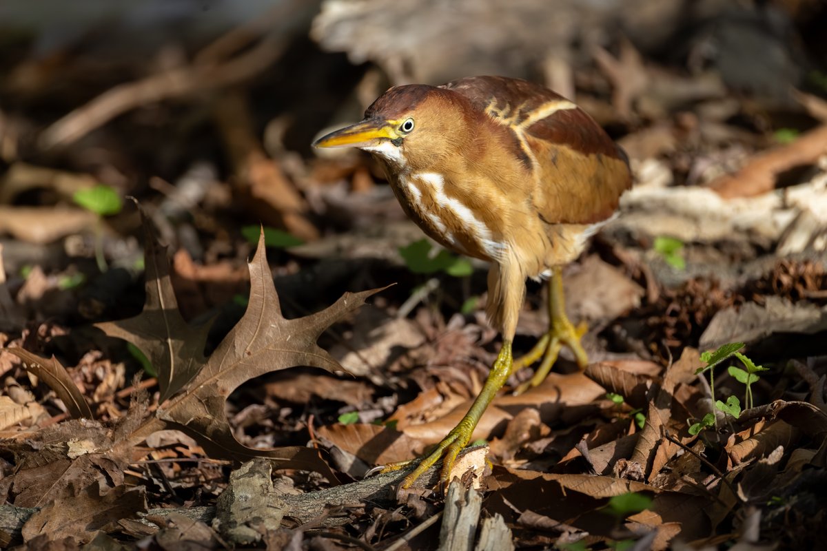 Least Bittern