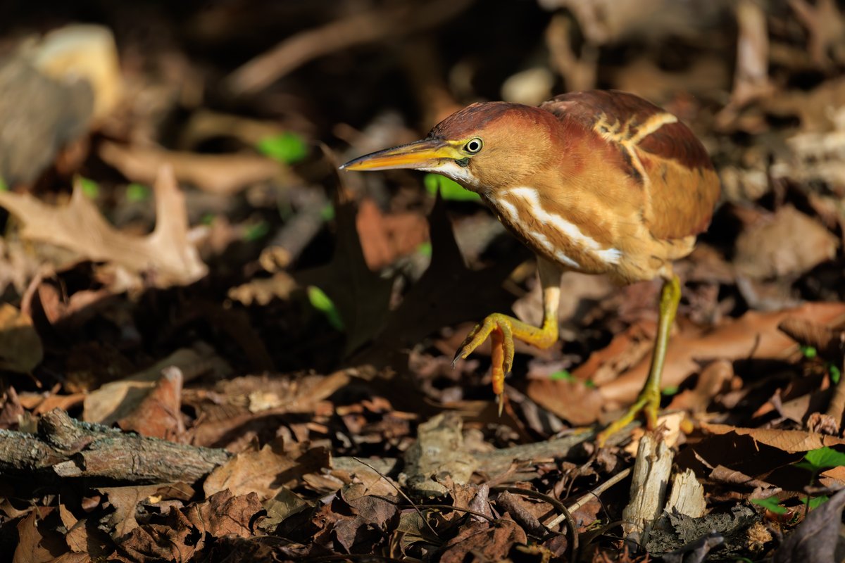 Least Bittern