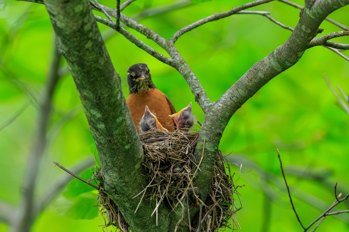 American Robin
