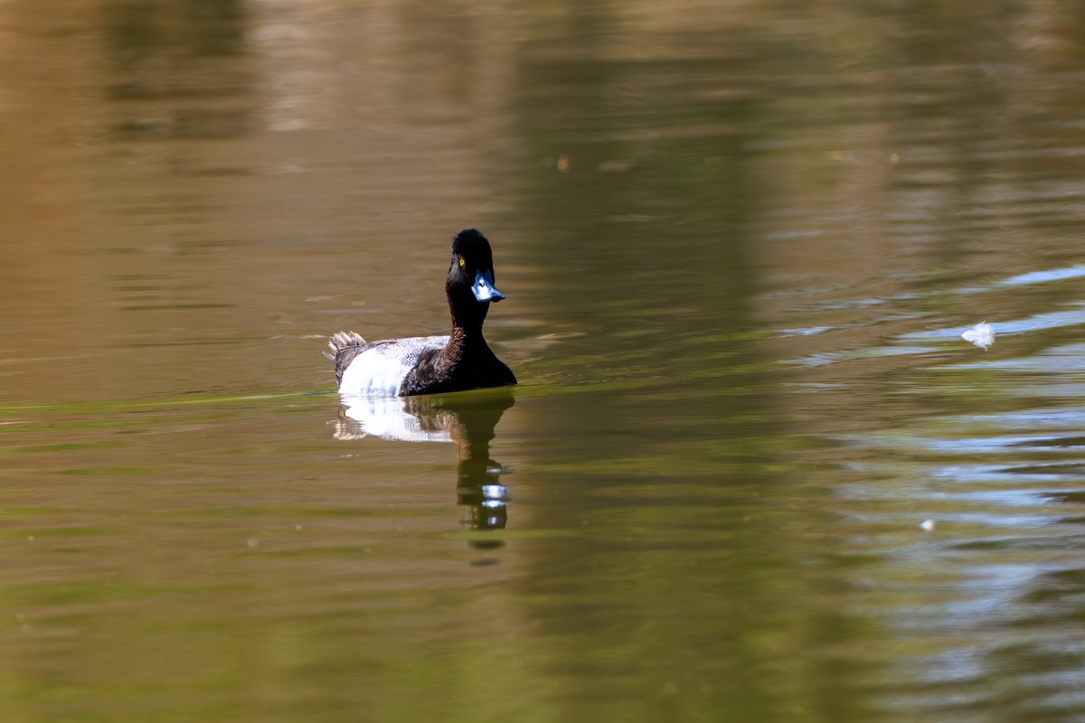 Lesser Scaup