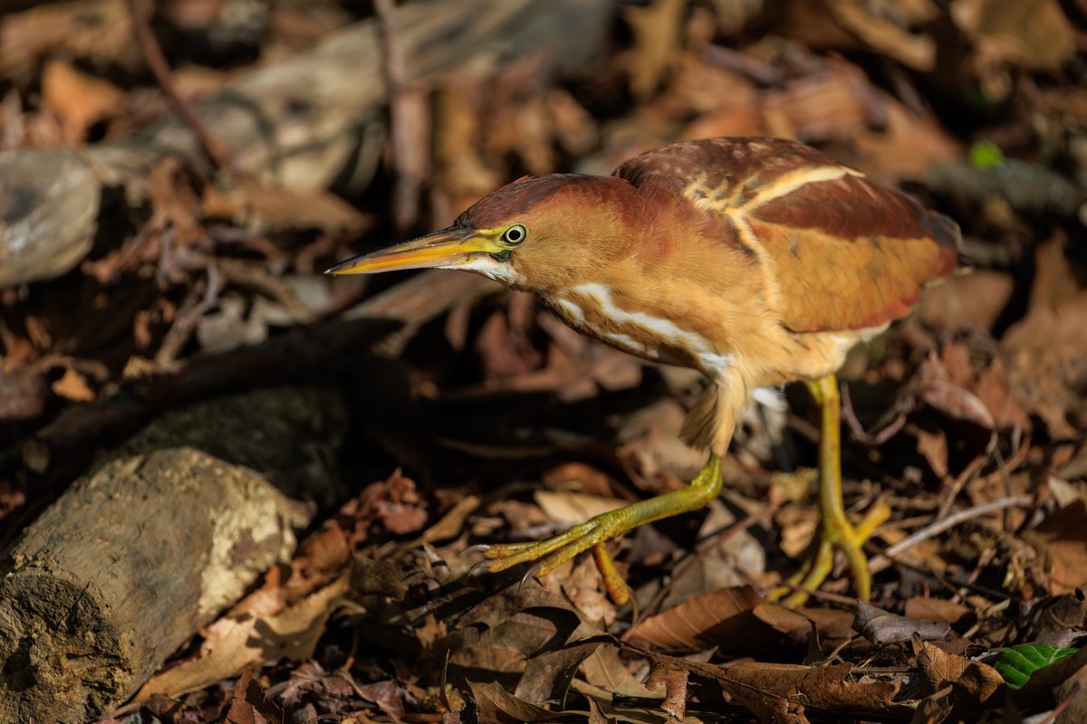 Least Bittern