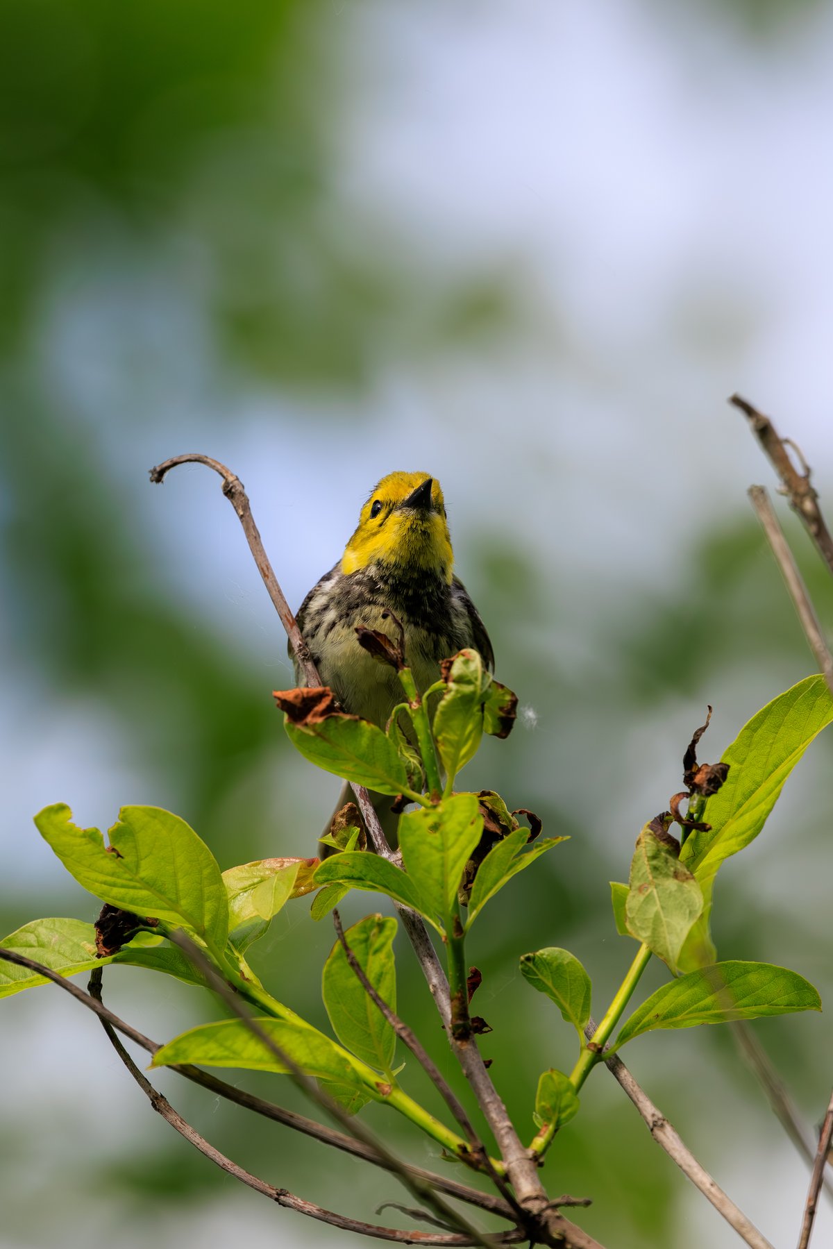 Black-throated Green Warbler