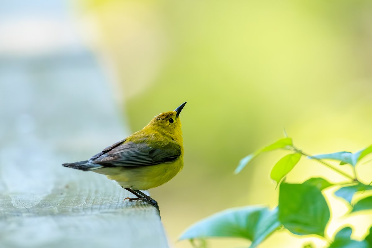 Prothonotary Warbler