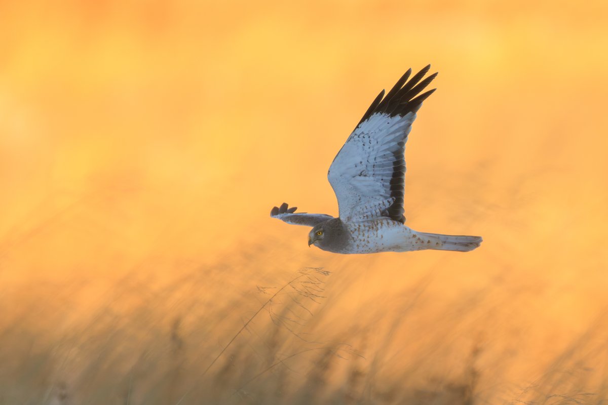 Northern Harrier