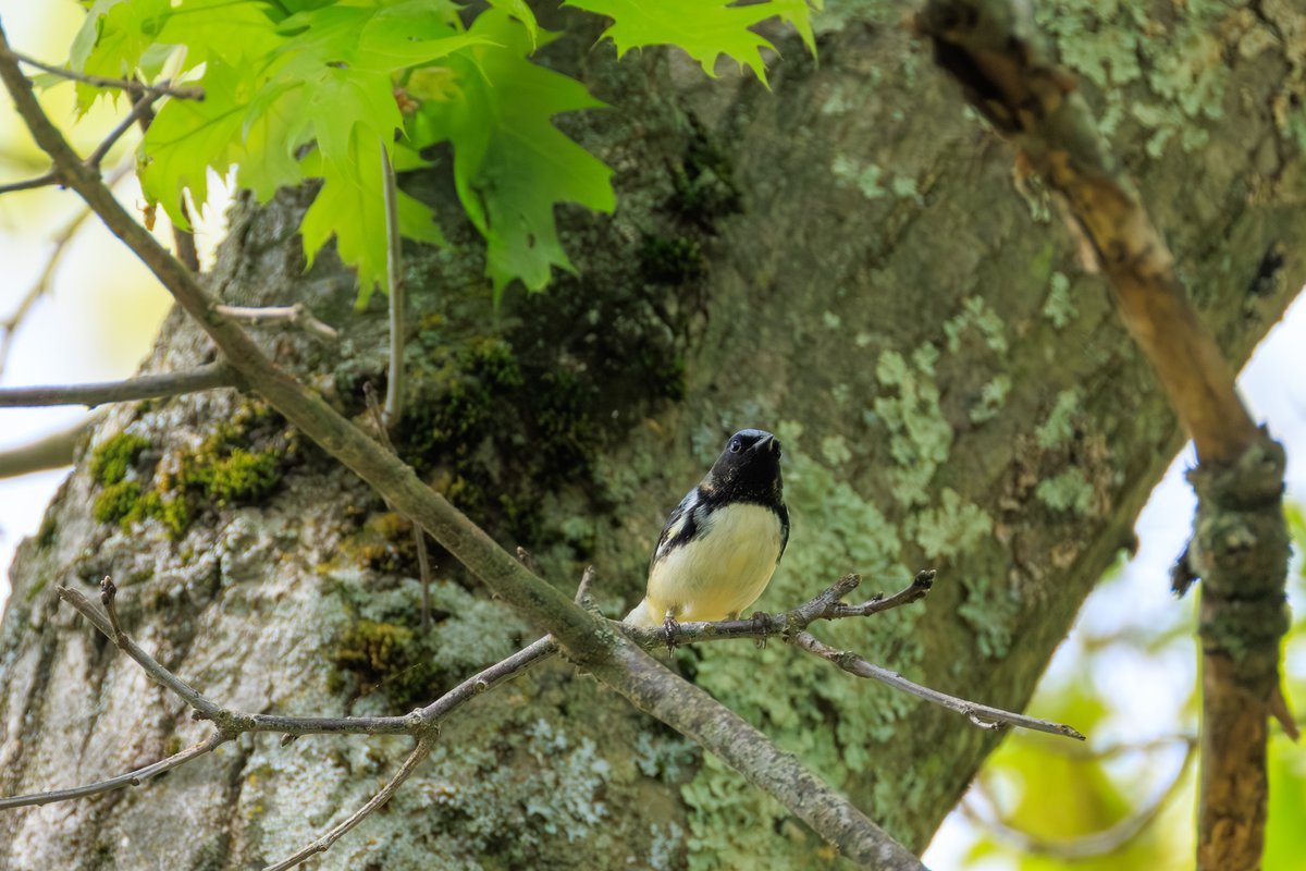 Black-throated Blue Warbler