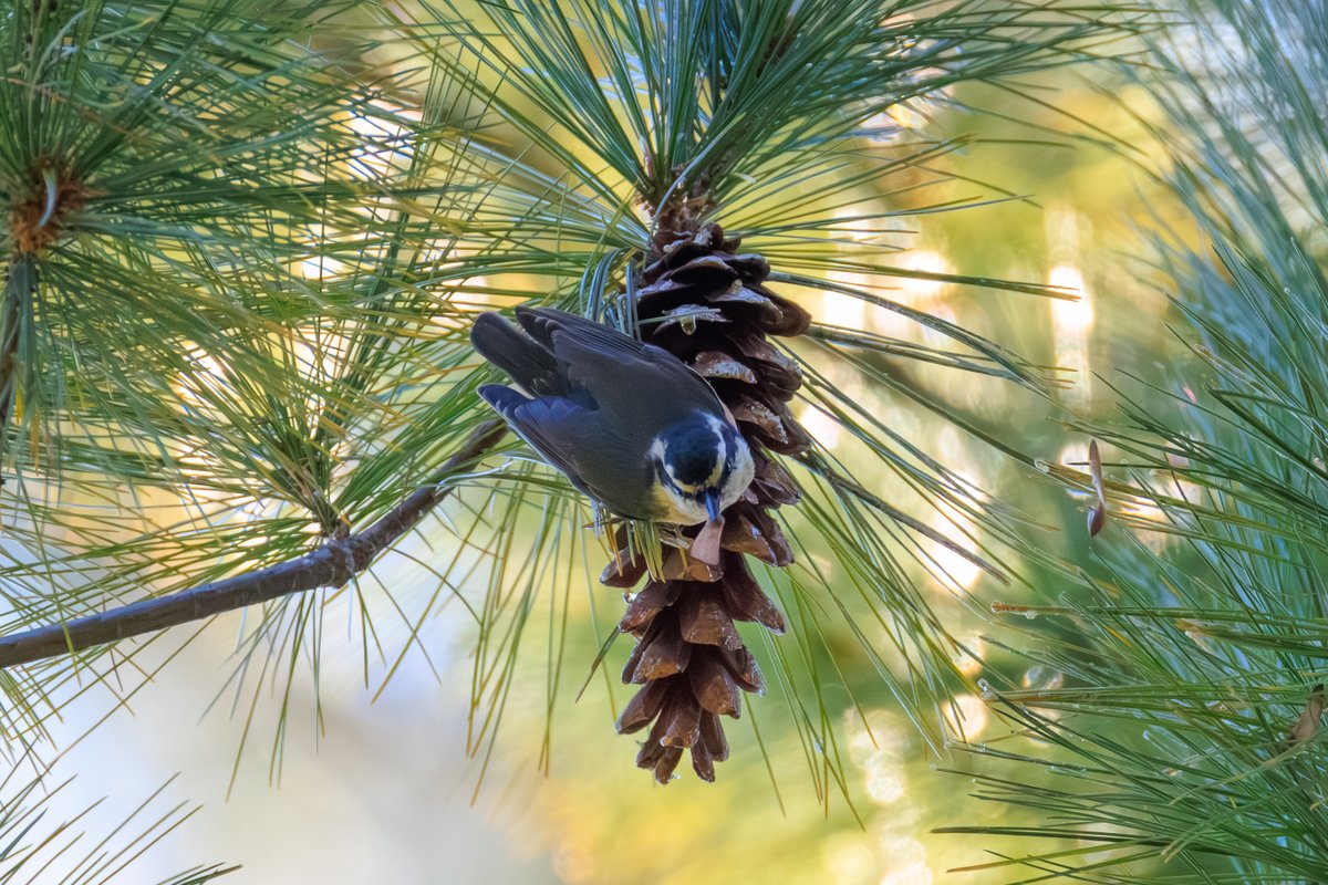 Red-breasted Nuthatch