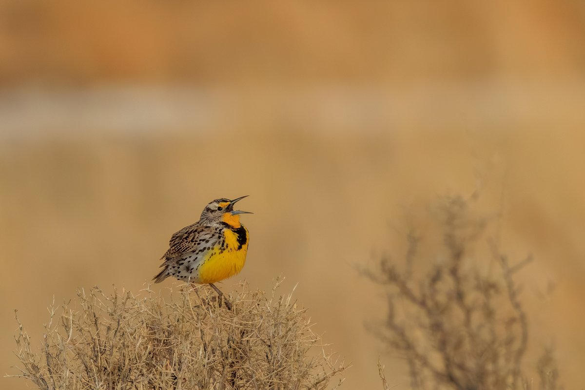 Western Meadowlark