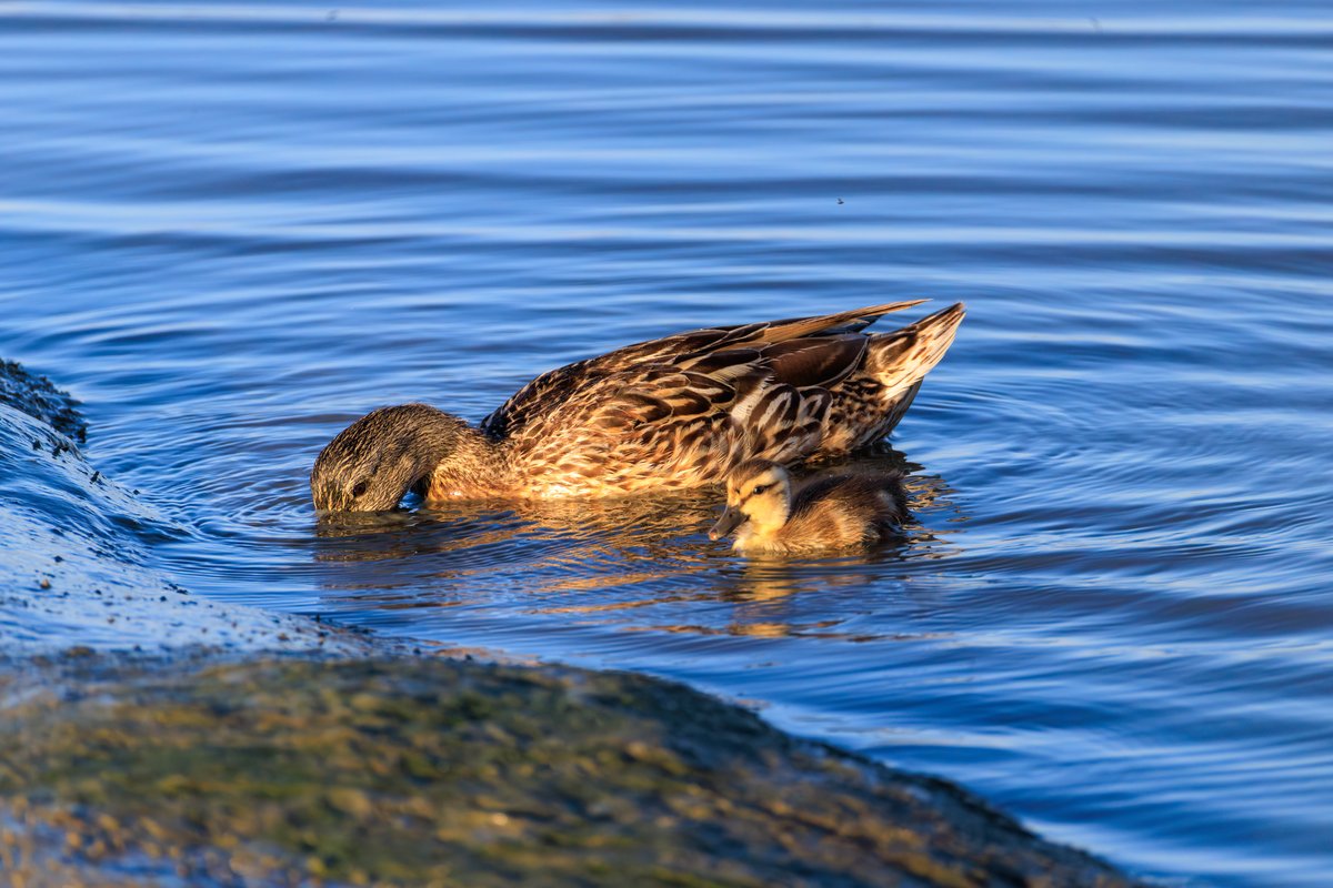 Mallard