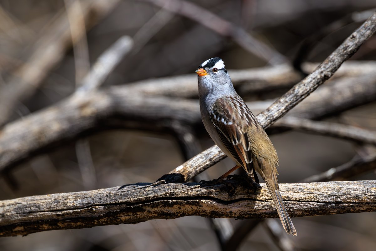 White-crowned Sparrow