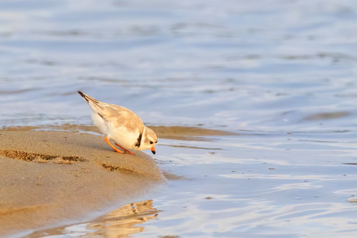 Piping Plover