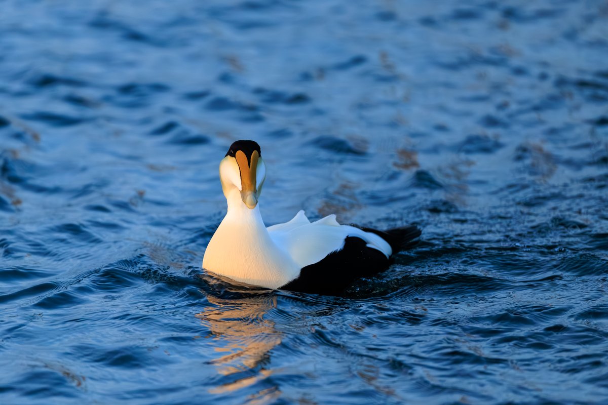 Common Eider
