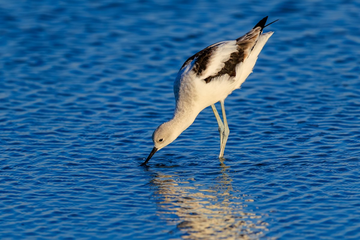American Avocet