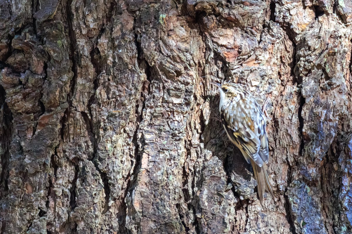Brown Creeper