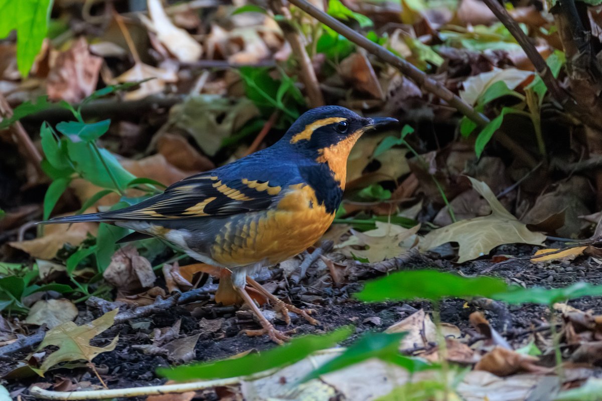 Varied Thrush