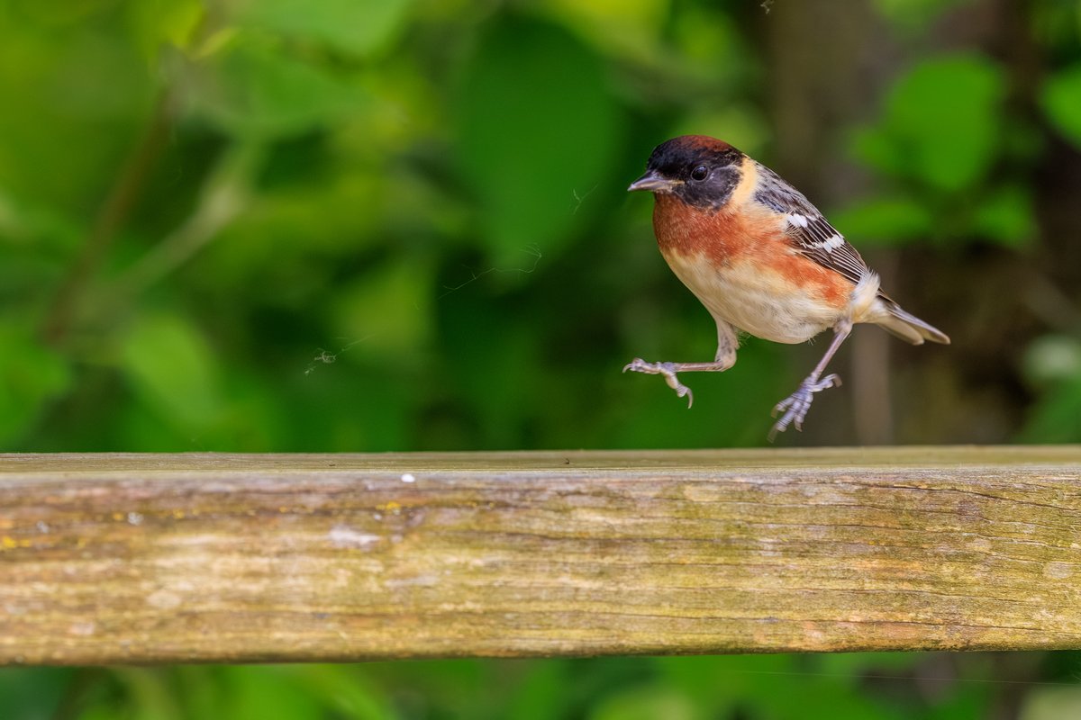Bay-breasted Warbler