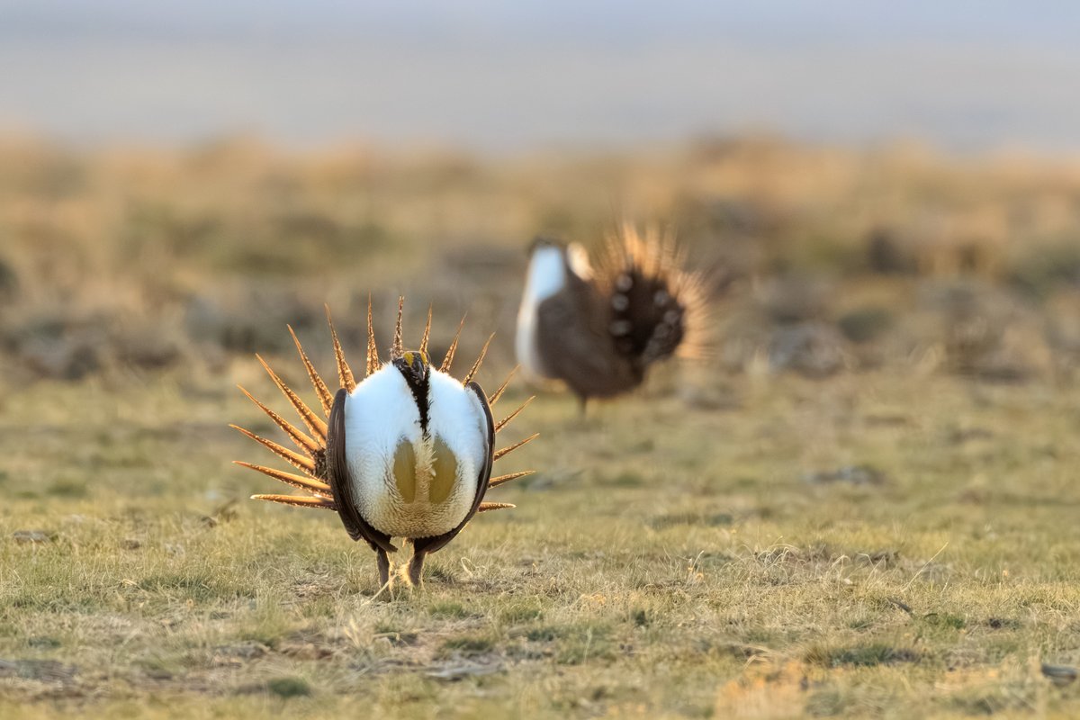 Greater Sage-Grouse