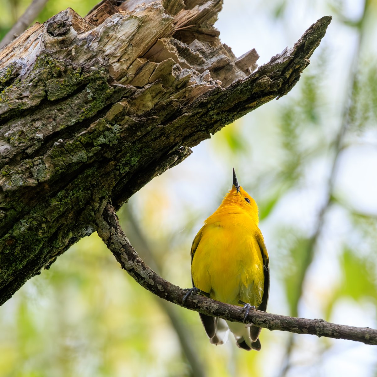 Prothonotary Warbler