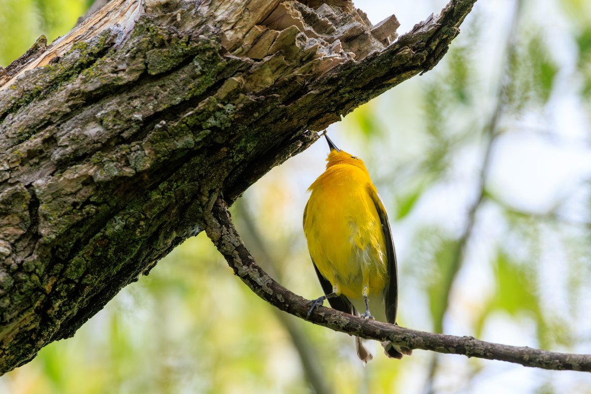 Prothonotary Warbler