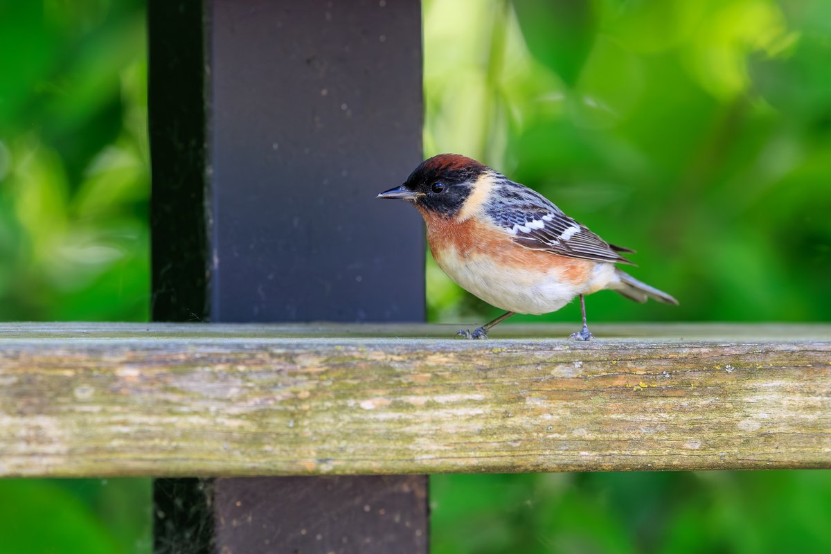 Bay-breasted Warbler