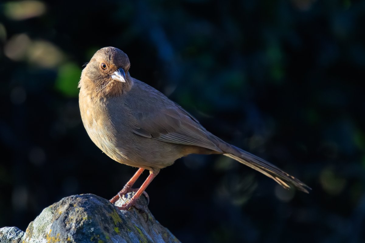 California Towhee