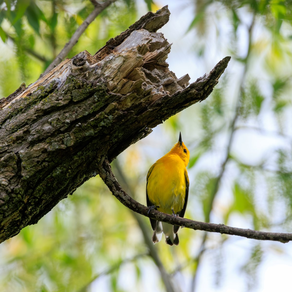 Prothonotary Warbler