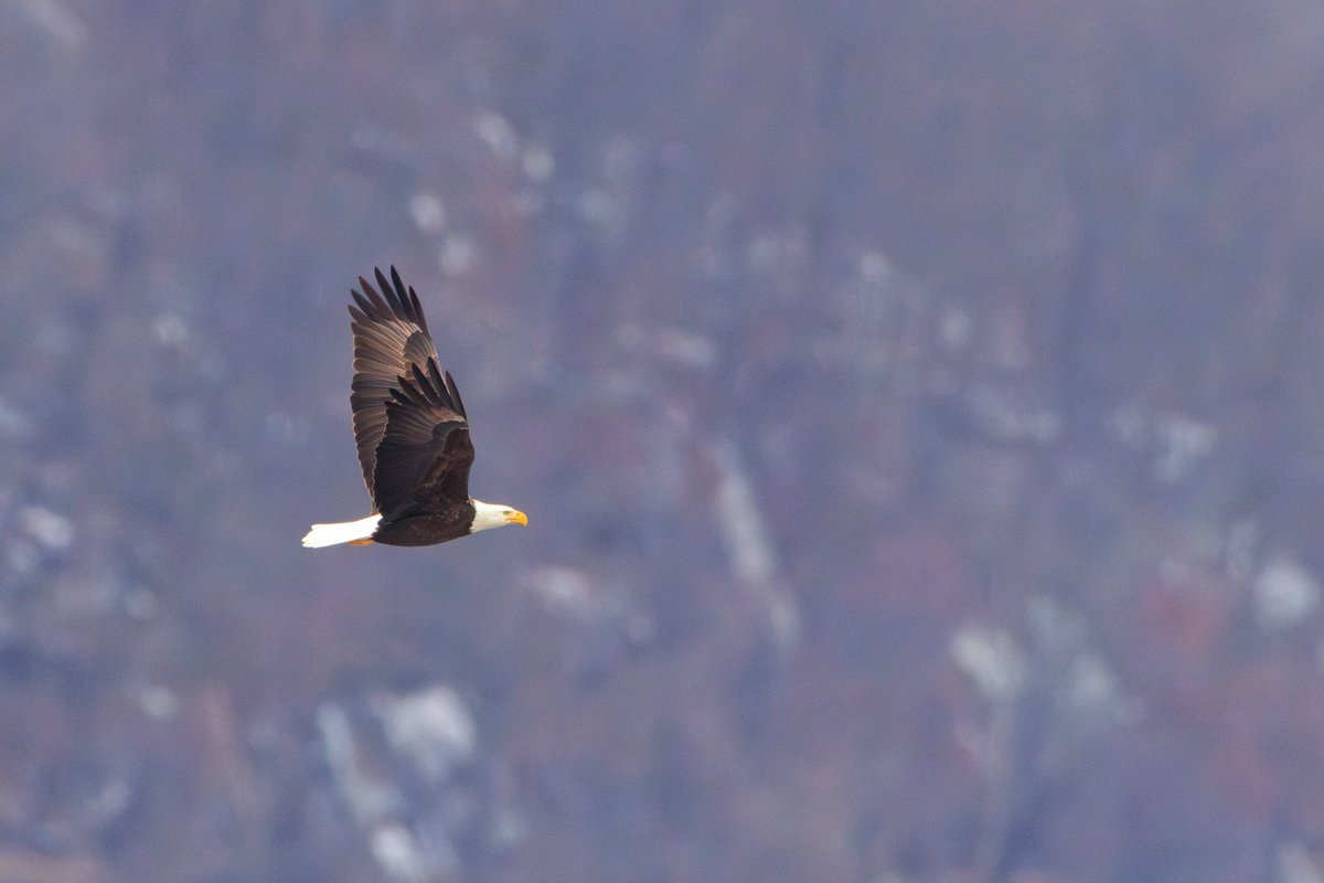 Bald Eagle