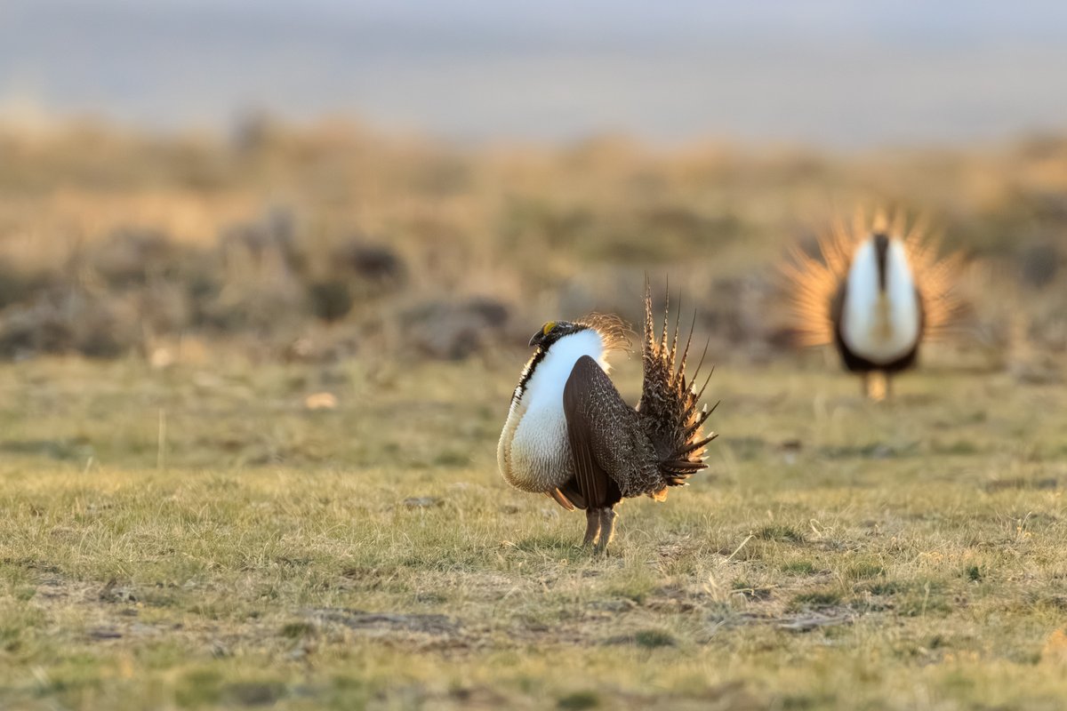 Greater Sage-Grouse