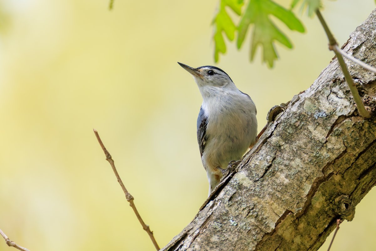 White-breasted Nuthatch
